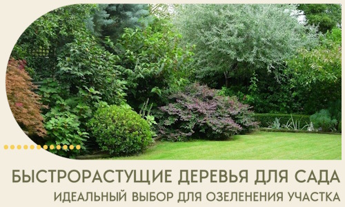 Быстрорастущие деревья для сада идеальный выбор в Сарапуле