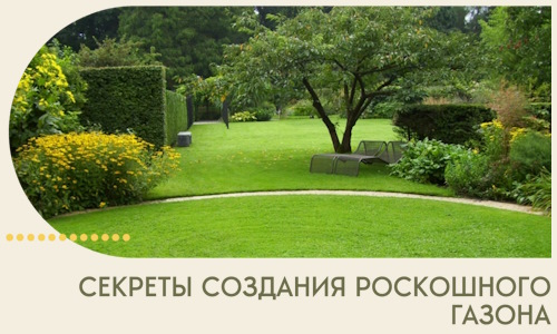 Секреты создания роскошного газона в Сарапуле